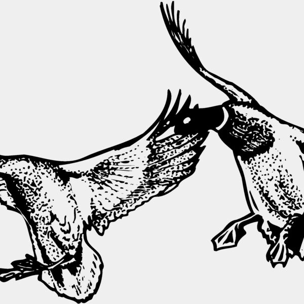 BIRD079 Thumbnail